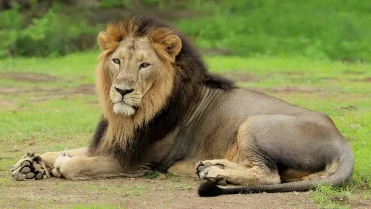 Gir National Park